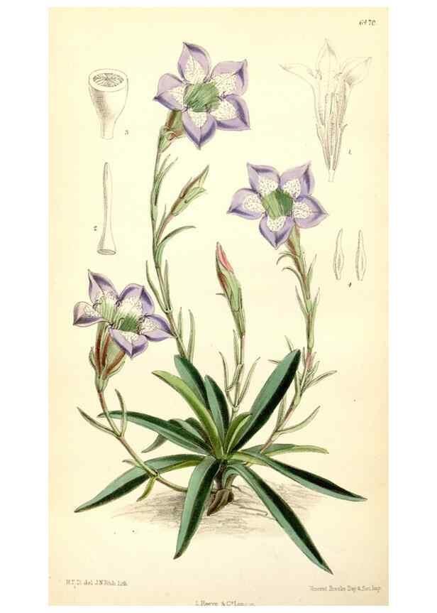 Reproducción/Reproduction 35230850872: Curtis's botanical magazine.. London ; New York [etc.] :Academic Press [etc.]