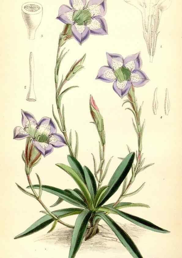 Reproducción/Reproduction 35230850872: Curtis's botanical magazine.. London ; New York [etc.] :Academic Press [etc.]