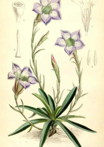Reproducción/Reproduction 35230850872: Curtis's botanical magazine.. London ; New York [etc.] :Academic Press [etc.]