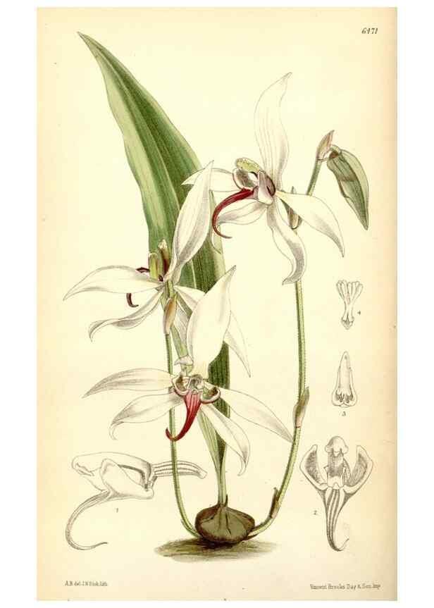 Reproducción/Reproduction 35397096635: Curtis's botanical magazine.. London ; New York [etc.] :Academic Press [etc.]