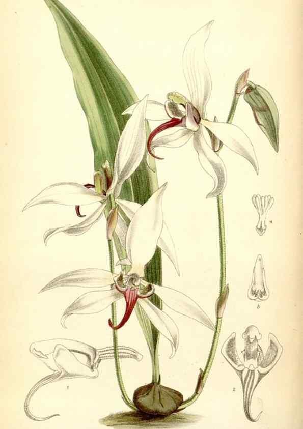 Reproducción/Reproduction 35397096635: Curtis's botanical magazine.. London ; New York [etc.] :Academic Press [etc.]
