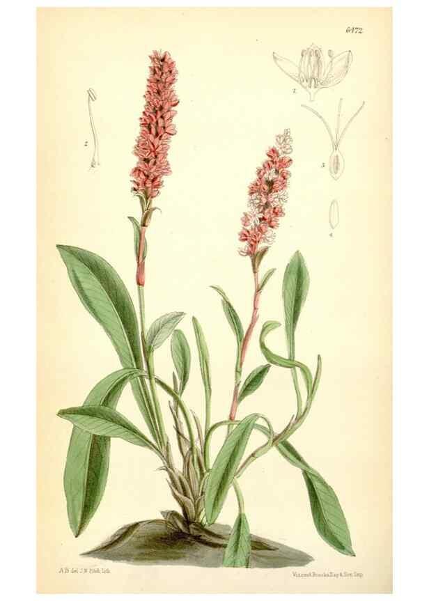 Reproducción/Reproduction 35397097505: Curtis's botanical magazine.. London ; New York [etc.] :Academic Press [etc.]