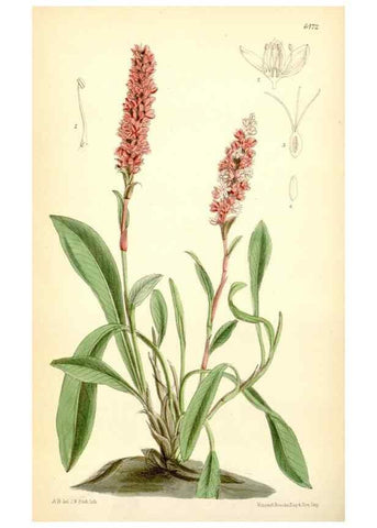Reproducción/Reproduction 35397097505: Curtis's botanical magazine.. London ; New York [etc.] :Academic Press [etc.]