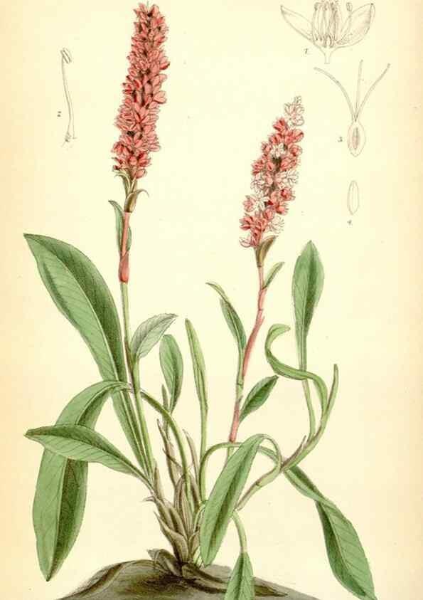 Reproducción/Reproduction 35397097505: Curtis's botanical magazine.. London ; New York [etc.] :Academic Press [etc.]