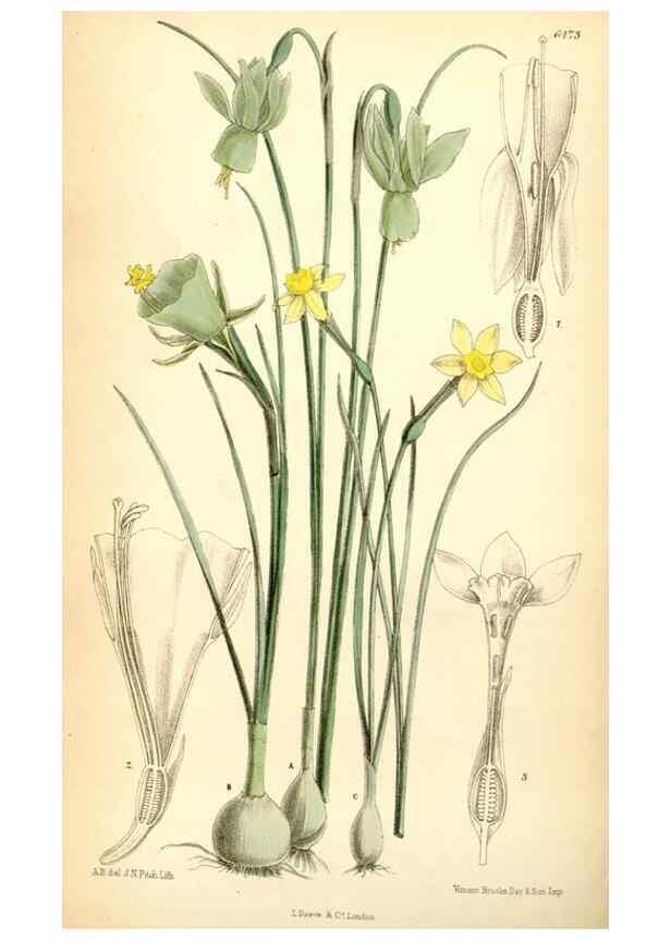 Reproducción/Reproduction 35230856232: Curtis's botanical magazine.. London ; New York [etc.] :Academic Press [etc.]