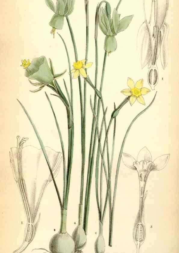 Reproducción/Reproduction 35230856232: Curtis's botanical magazine.. London ; New York [etc.] :Academic Press [etc.]