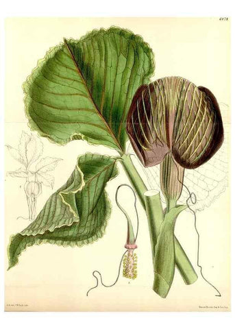 Reproducción/Reproduction 35230857872: Curtis's botanical magazine.. London ; New York [etc.] :Academic Press [etc.]