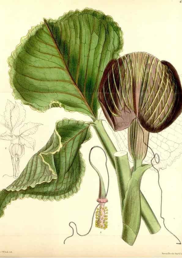 Reproducción/Reproduction 35230857872: Curtis's botanical magazine.. London ; New York [etc.] :Academic Press [etc.]
