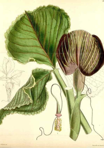 Reproducción/Reproduction 35230857872: Curtis's botanical magazine.. London ; New York [etc.] :Academic Press [etc.]