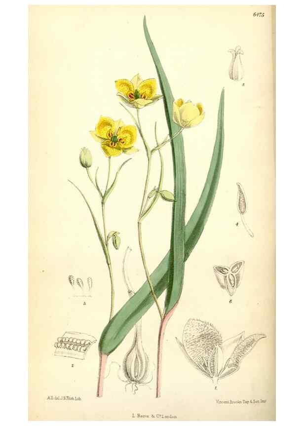Reproducción/Reproduction 35397099605: Curtis's botanical magazine.. London ; New York [etc.] :Academic Press [etc.]