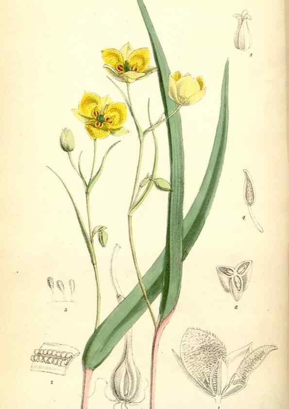 Reproducción/Reproduction 35397099605: Curtis's botanical magazine.. London ; New York [etc.] :Academic Press [etc.]