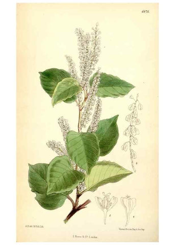 Reproducción/Reproduction 35397100775: Curtis's botanical magazine.. London ; New York [etc.] :Academic Press [etc.]