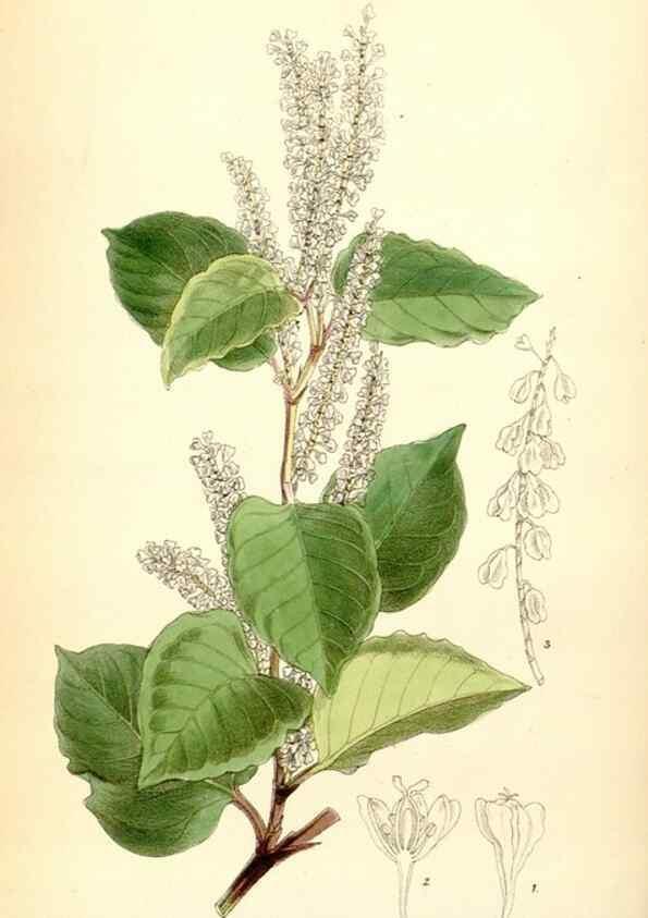 Reproducción/Reproduction 35397100775: Curtis's botanical magazine.. London ; New York [etc.] :Academic Press [etc.]