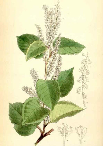 Reproducción/Reproduction 35397100775: Curtis's botanical magazine.. London ; New York [etc.] :Academic Press [etc.]