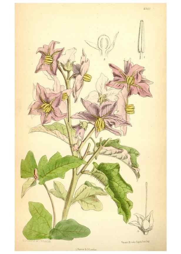 Reproducción/Reproduction 35397043465: Curtis's botanical magazine.. London ; New York [etc.] :Academic Press [etc.]