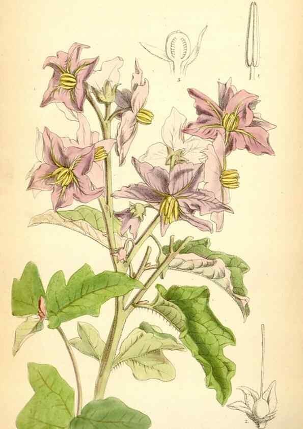 Reproducción/Reproduction 35397043465: Curtis's botanical magazine.. London ; New York [etc.] :Academic Press [etc.]