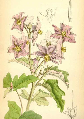 Reproducción/Reproduction 35397043465: Curtis's botanical magazine.. London ; New York [etc.] :Academic Press [etc.]