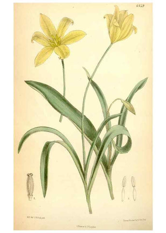Reproducción/Reproduction 35397038455: Curtis's botanical magazine.. London ; New York [etc.] :Academic Press [etc.]