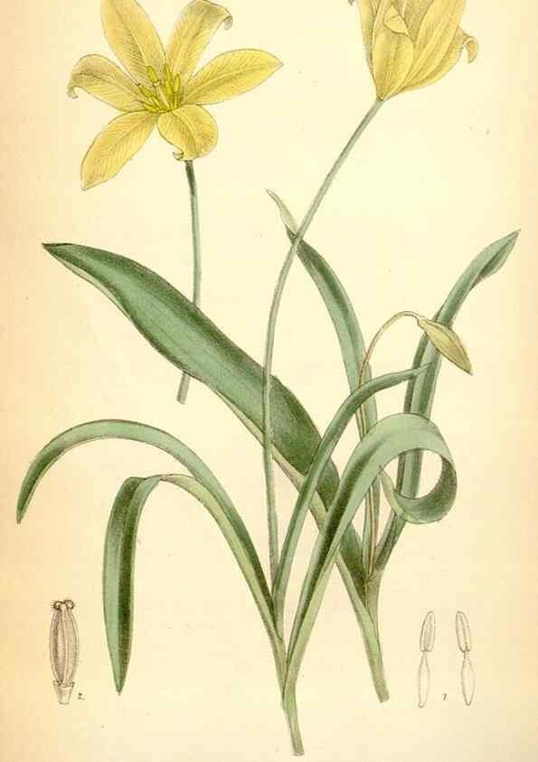 Reproducción/Reproduction 35397038455: Curtis's botanical magazine.. London ; New York [etc.] :Academic Press [etc.]