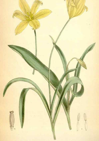 Reproducción/Reproduction 35397038455: Curtis's botanical magazine.. London ; New York [etc.] :Academic Press [etc.]