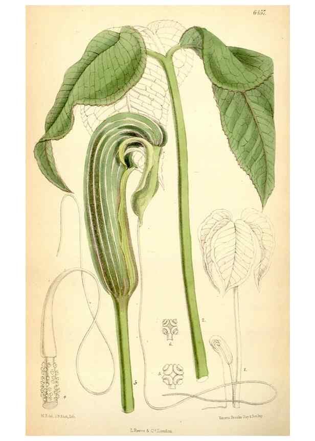 Reproducción/Reproduction 35267619761: Curtis's botanical magazine.. London ; New York [etc.] :Academic Press [etc.]