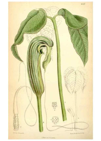 Reproducción/Reproduction 35267619761: Curtis's botanical magazine.. London ; New York [etc.] :Academic Press [etc.]