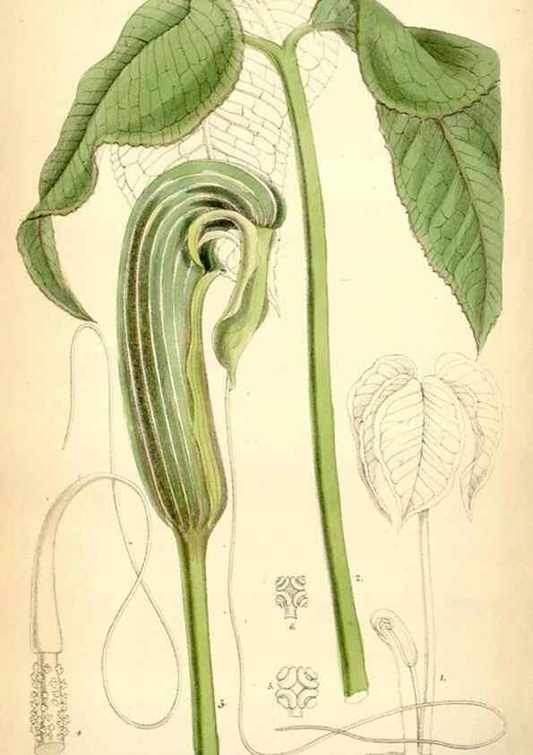 Reproducción/Reproduction 35267619761: Curtis's botanical magazine.. London ; New York [etc.] :Academic Press [etc.]