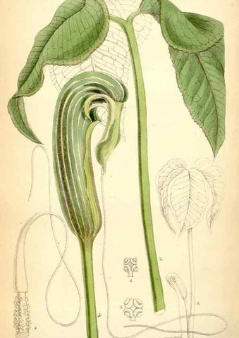 Reproducción/Reproduction 35267619761: Curtis's botanical magazine.. London ; New York [etc.] :Academic Press [etc.]