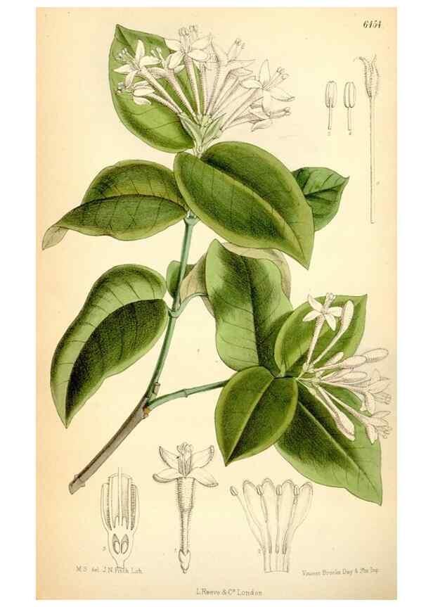 Reproducción/Reproduction 35267612371: Curtis's botanical magazine.. London ; New York [etc.] :Academic Press [etc.]