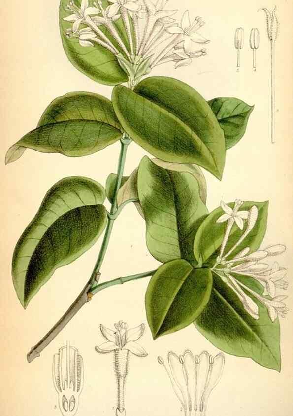 Reproducción/Reproduction 35267612371: Curtis's botanical magazine.. London ; New York [etc.] :Academic Press [etc.]