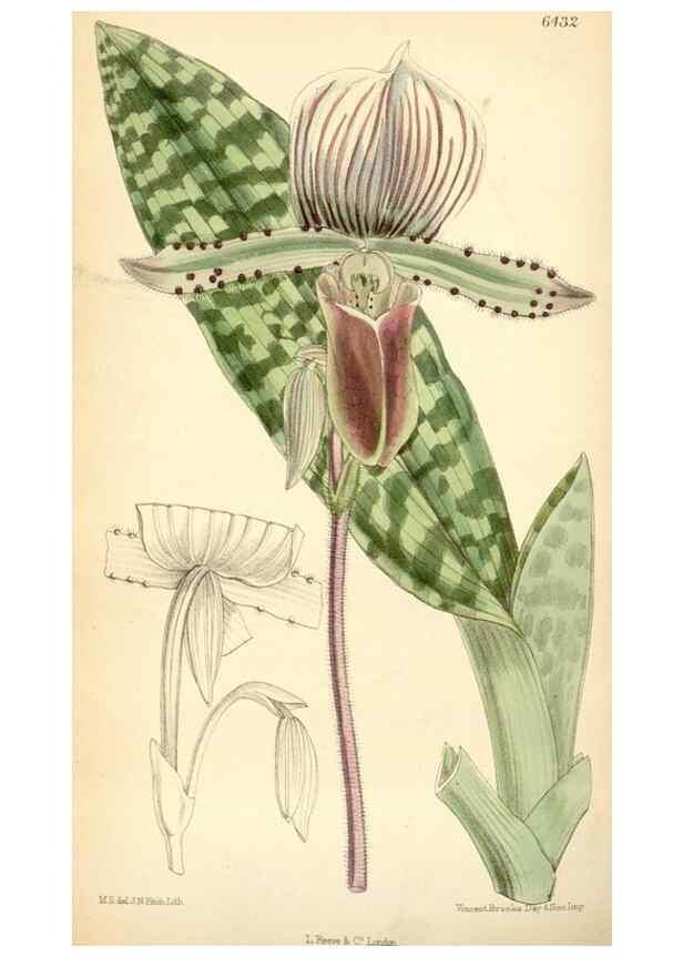 Reproducción/Reproduction 35230722202: Curtis's botanical magazine.. London ; New York [etc.] :Academic Press [etc.]