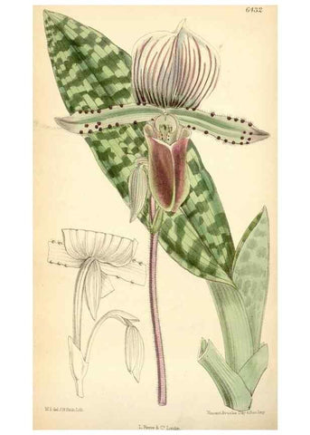 Reproducción/Reproduction 35230722202: Curtis's botanical magazine.. London ; New York [etc.] :Academic Press [etc.]