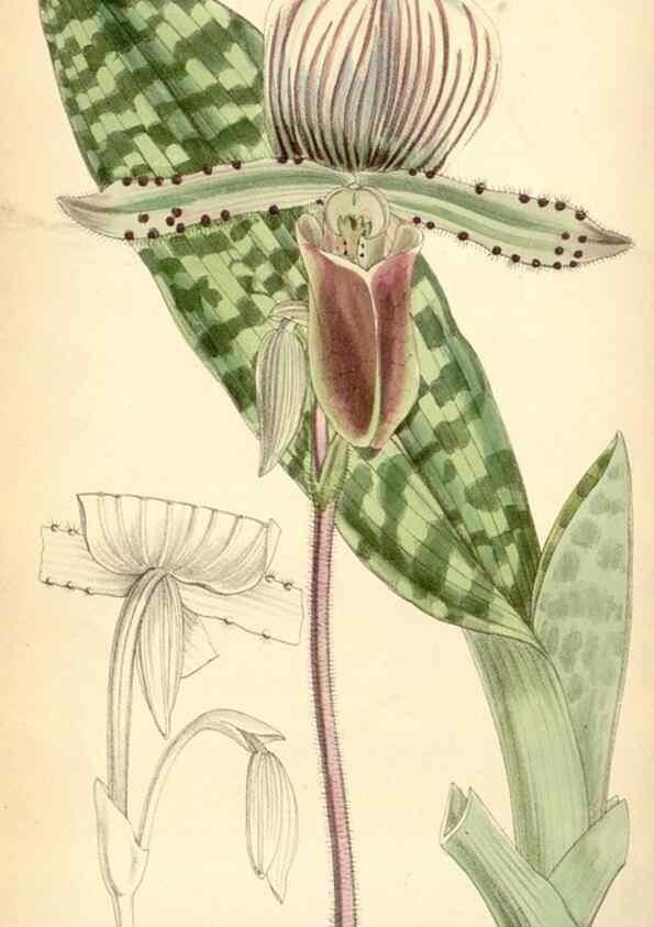 Reproducción/Reproduction 35230722202: Curtis's botanical magazine.. London ; New York [etc.] :Academic Press [etc.]