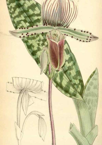 Reproducción/Reproduction 35230722202: Curtis's botanical magazine.. London ; New York [etc.] :Academic Press [etc.]