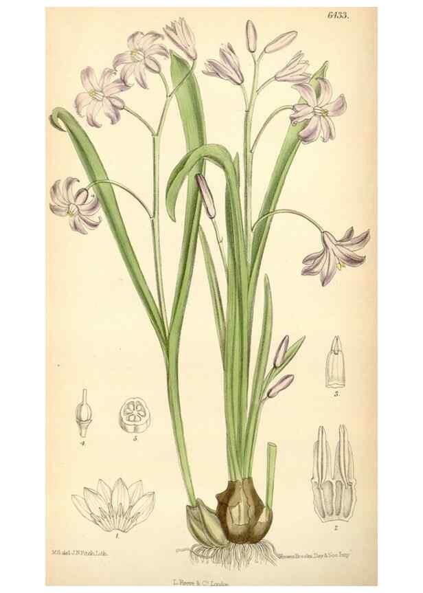 Reproducción/Reproduction 35230724482: Curtis's botanical magazine.. London ; New York [etc.] :Academic Press [etc.]
