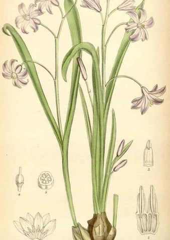 Reproducción/Reproduction 35230724482: Curtis's botanical magazine.. London ; New York [etc.] :Academic Press [etc.]