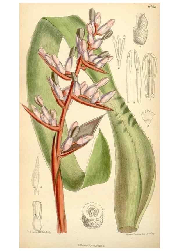 Reproducción/Reproduction 35357927656: Curtis's botanical magazine.. London ; New York [etc.] :Academic Press [etc.]