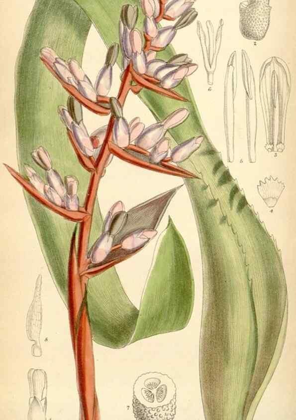 Reproducción/Reproduction 35357927656: Curtis's botanical magazine.. London ; New York [etc.] :Academic Press [etc.]