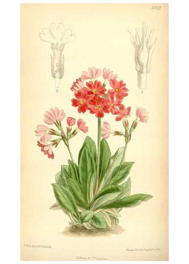 Reproducción/Reproduction 35357931026: Curtis's botanical magazine.. London ; New York [etc.] :Academic Press [etc.]