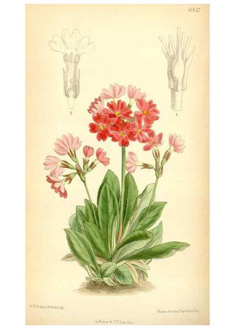 Reproducción/Reproduction 35357931026: Curtis's botanical magazine.. London ; New York [etc.] :Academic Press [etc.]