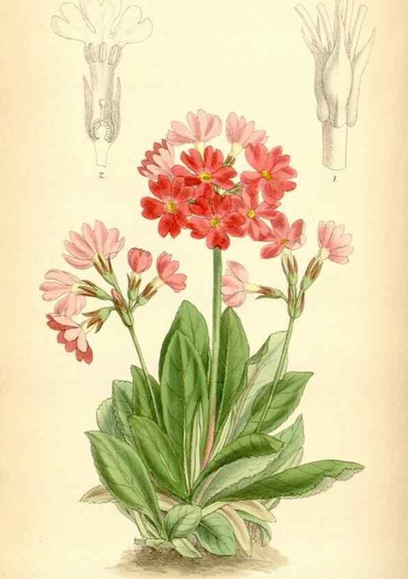 Reproducción/Reproduction 35357931026: Curtis's botanical magazine.. London ; New York [etc.] :Academic Press [etc.]