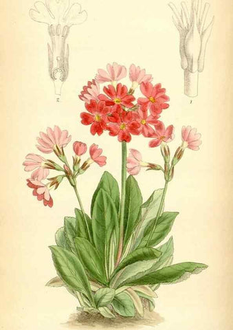 Reproducción/Reproduction 35357931026: Curtis's botanical magazine.. London ; New York [etc.] :Academic Press [etc.]