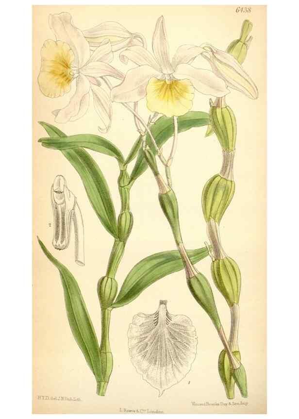 Reproducción/Reproduction 35357932806: Curtis's botanical magazine.. London ; New York [etc.] :Academic Press [etc.]