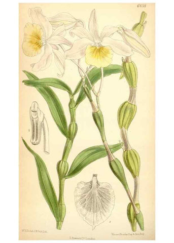 Reproducción/Reproduction 35357932806: Curtis's botanical magazine.. London ; New York [etc.] :Academic Press [etc.]