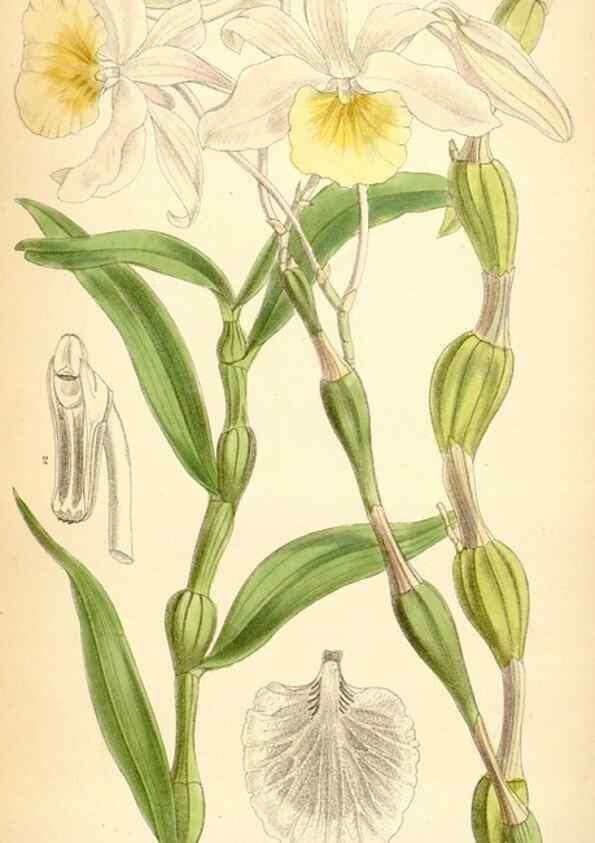 Reproducción/Reproduction 35357932806: Curtis's botanical magazine.. London ; New York [etc.] :Academic Press [etc.]