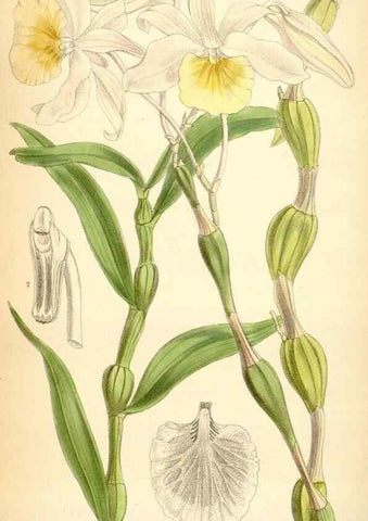 Reproducción/Reproduction 35357932806: Curtis's botanical magazine.. London ; New York [etc.] :Academic Press [etc.]