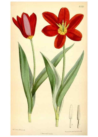 Reproducción/Reproduction 35357934586: Curtis's botanical magazine.. London ; New York [etc.] :Academic Press [etc.]