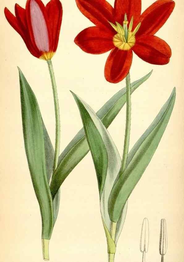 Reproducción/Reproduction 35357934586: Curtis's botanical magazine.. London ; New York [etc.] :Academic Press [etc.]