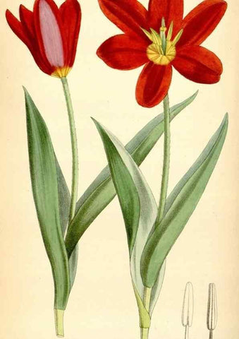 Reproducción/Reproduction 35357934586: Curtis's botanical magazine.. London ; New York [etc.] :Academic Press [etc.]