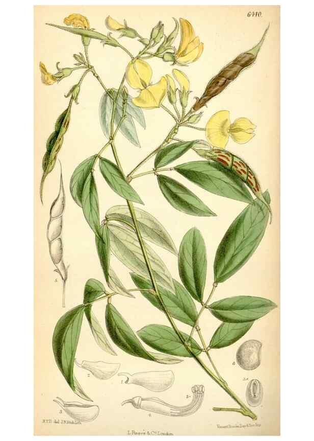 Reproducción/Reproduction 35357936656: Curtis's botanical magazine.. London ; New York [etc.] :Academic Press [etc.]